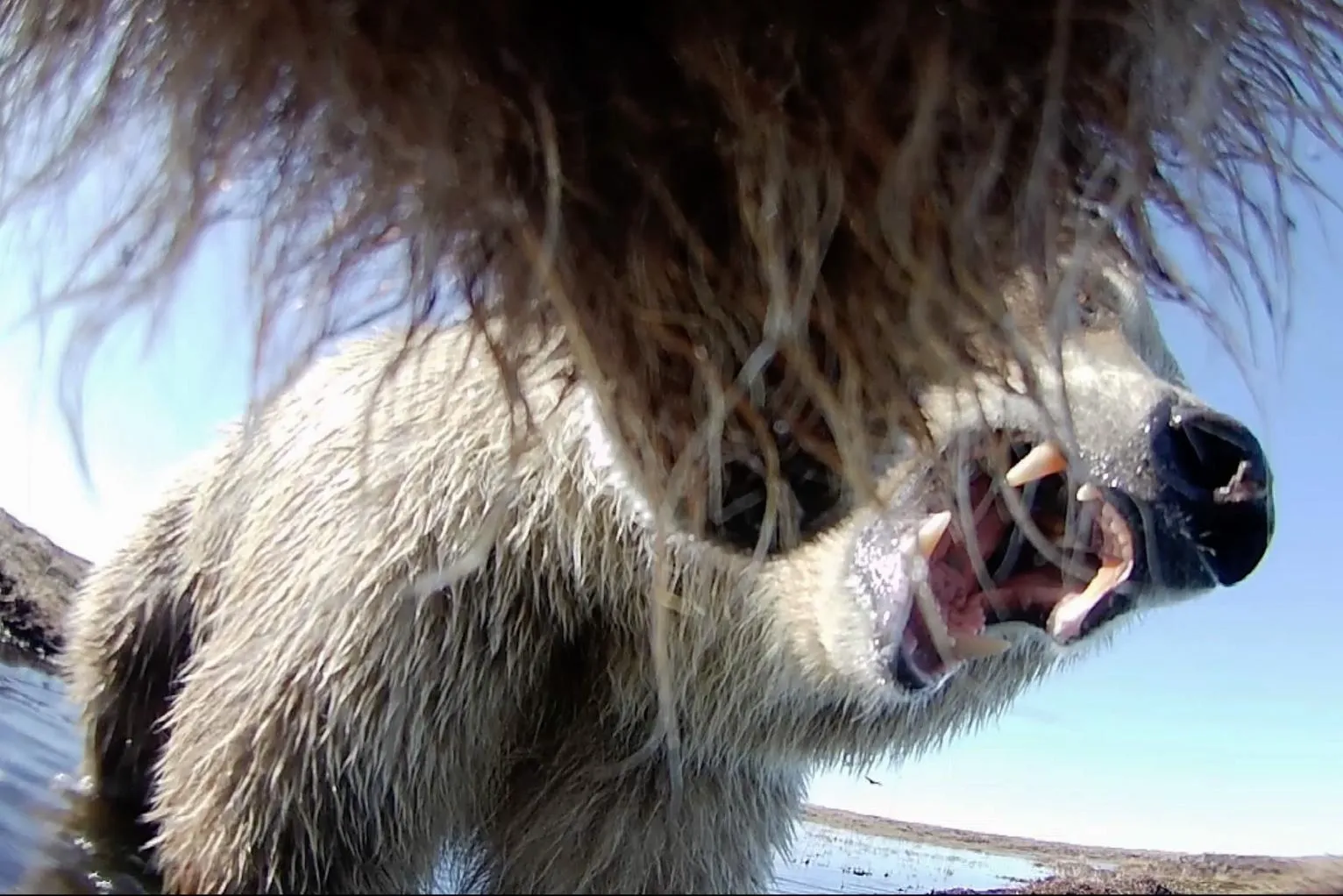 This undated image provided by Washington State University in January 2026, made from a video taken from a grizzly bear's collar camera, shows two grizzly bears playing on the tundra in Alaska's North Slope. (Washington State University via AP) This undated image provided by Washington State University in January 2026, made from a video taken from a grizzly bear's collar camera, shows two grizzly bears playing on the tundra in Alaska's North Slope. (Washington State University via AP)
