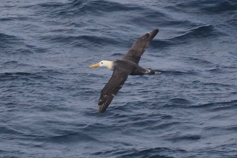 This photo provided by Melody Baran shows a rare waved albatross spotted off the coast of Point Piedras Blancas, Calif., on Friday, Jan. 23, 2026. (Melody Baran/University of California, San Diego-Scripps Institution of Oceanography via AP)