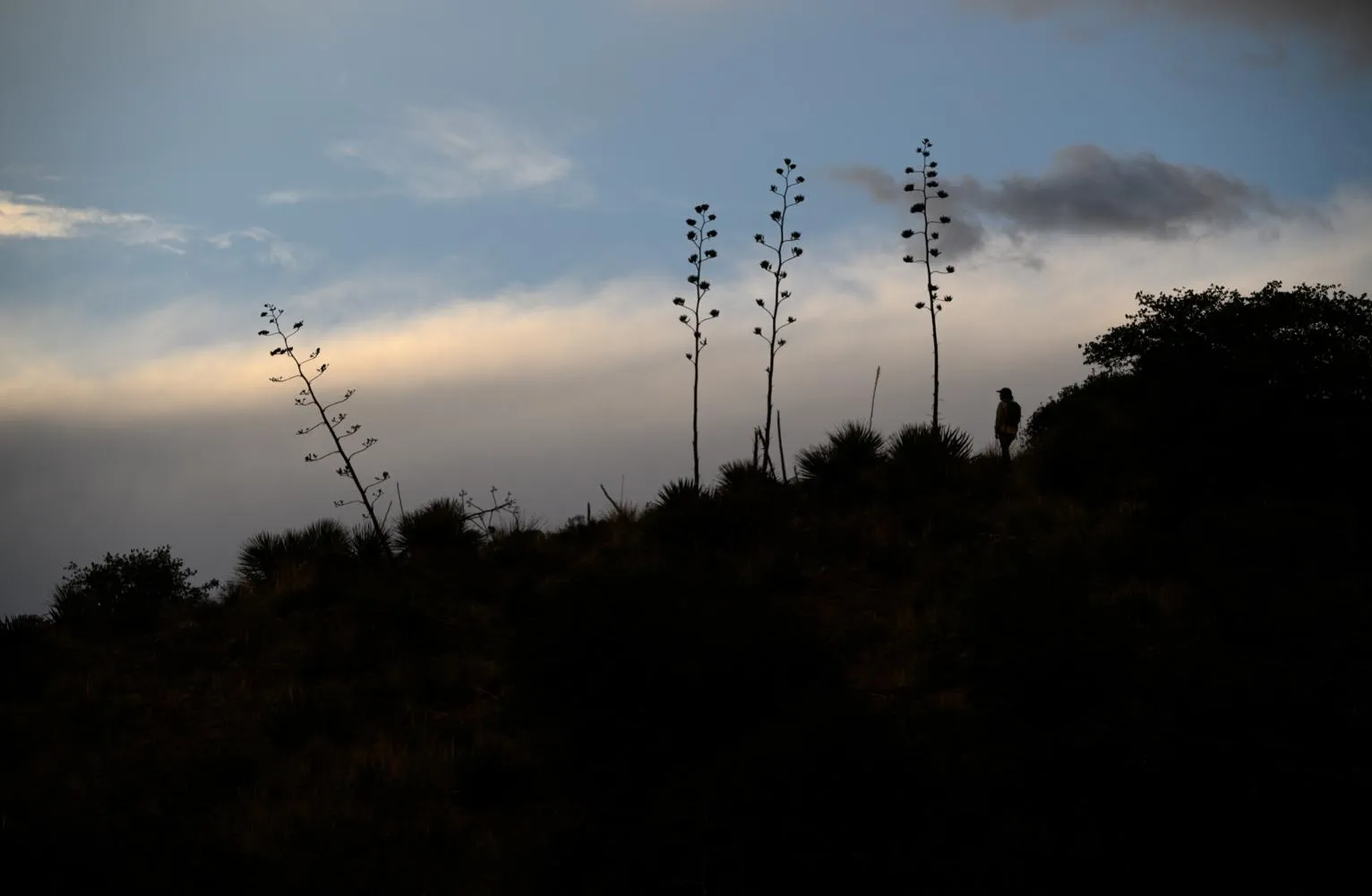 This photo provided by Bat Conservation International shows Rachel Burke, Agave Restoration Coordinator with the group, surveying for flowering and fruiting agave plants in the Burro Mountain area of the Gila National Forest, N.M., on Sept. 6, 2025. (Will Sardinsky/Bat Conservation International via AP) This photo provided by Bat Conservation International shows Rachel Burke, Agave Restoration Coordinator with the group, surveying for flowering and fruiting agave plants in the Burro Mountain area of the Gila National Forest, N.M., on Sept. 6, 2025. (Will Sardinsky/Bat Conservation International via AP)